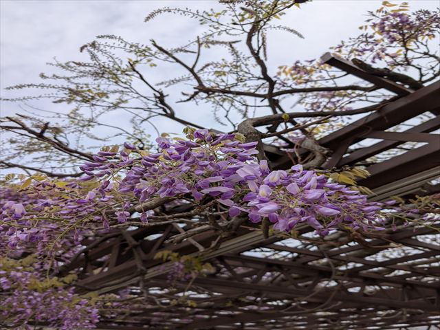 藤の花が咲き始めました。