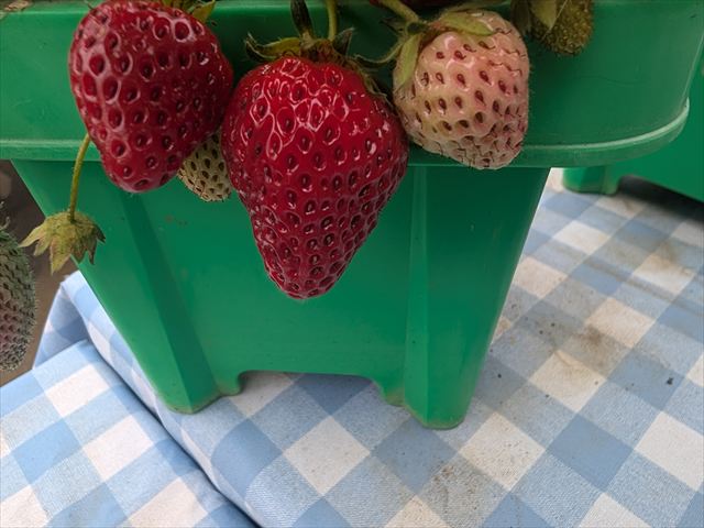 小学生の食べごろになりました。