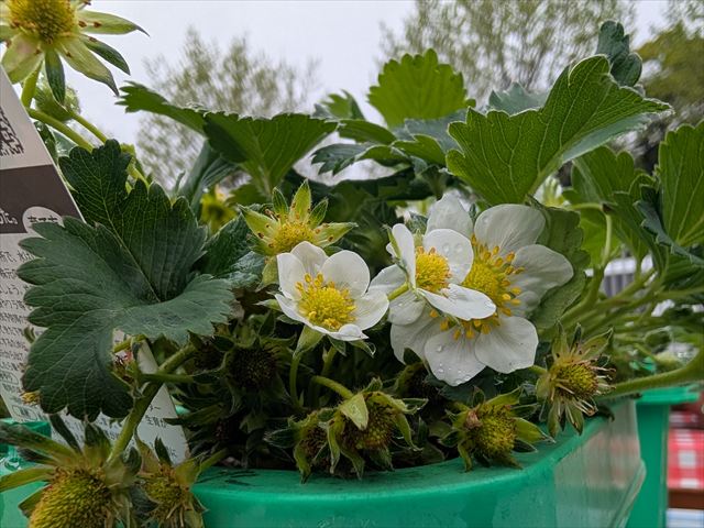 いよいよ・・・